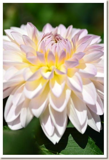 ダリア　ユキノセイ（雪の精）