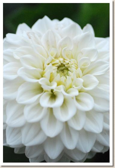 ダリア　ユキテマリ（雪てまり）