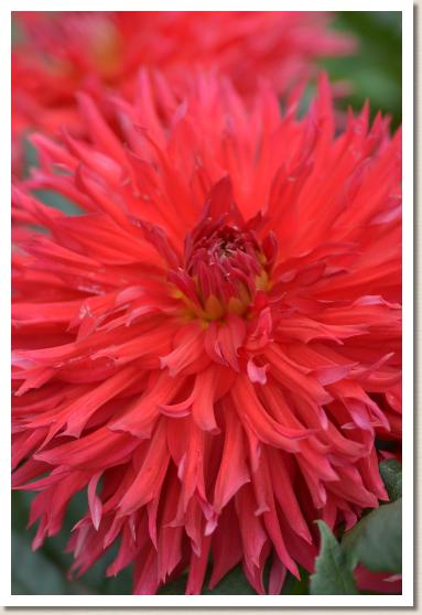 ダリア　ユメ（夢）