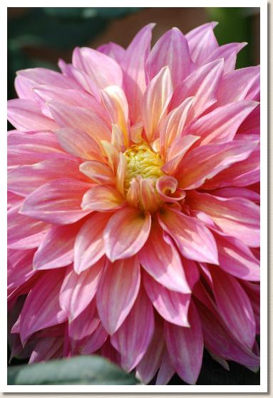 ダリア　ユメボジョウ（夢母情）