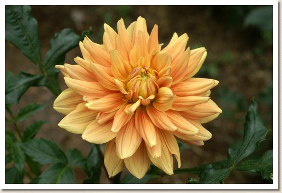 ダリア　ユメドノ