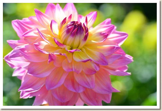 ダリア　ユメスイレン（夢水蓮）