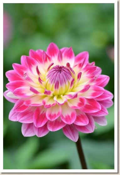 ダリア　ユウ？（優羽）