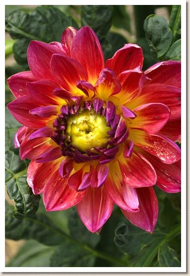 ダリア　ユウバエオトメ