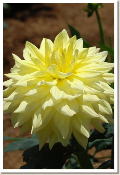 ダリア　ユウキ（勇気）