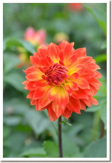 ダリア　ユウモミジ（夕紅葉）