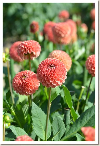 ダリア　｜花の手帖のダリア図鑑