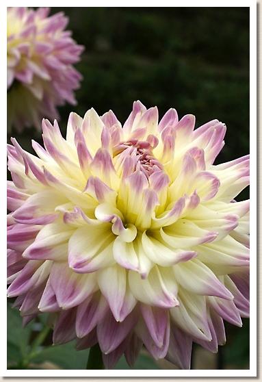 ダリア　ユウスズミ