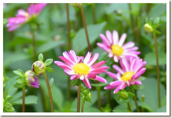 ダリア　ユウワコマチ（雄和小町）