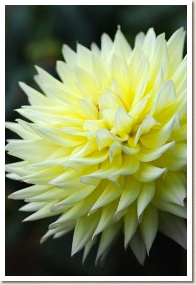 ダリア　ユウヅキ