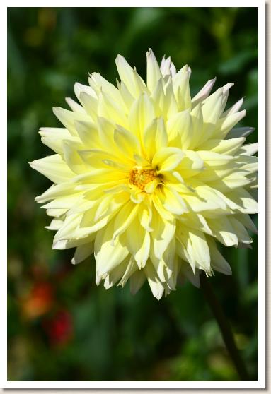 ダリア　ユウヅキ