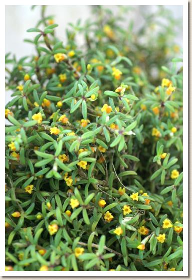 マスデバリア コパー エンジェル 'オレンジ サンセット'