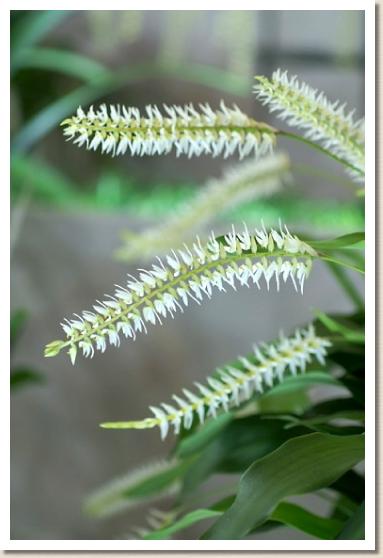 デンドロキラム グルマセウム エクサ