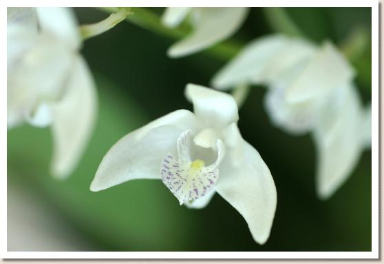 デンドロビウム スペキオキンギアナム 'アヤ'