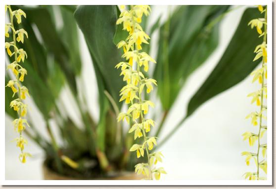 デンドロキラム フィリフォルメ ゴールデンチェーン