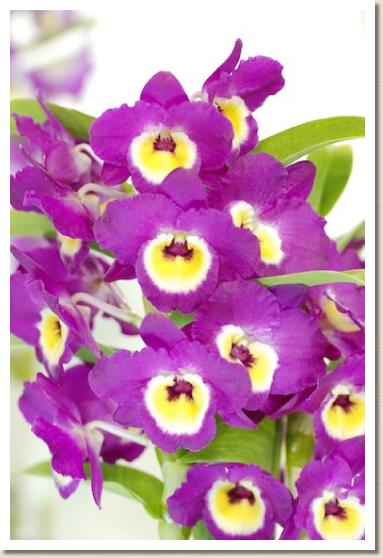 デンドロビウム スター グローリー レッド エンペラー 'カーニバル'