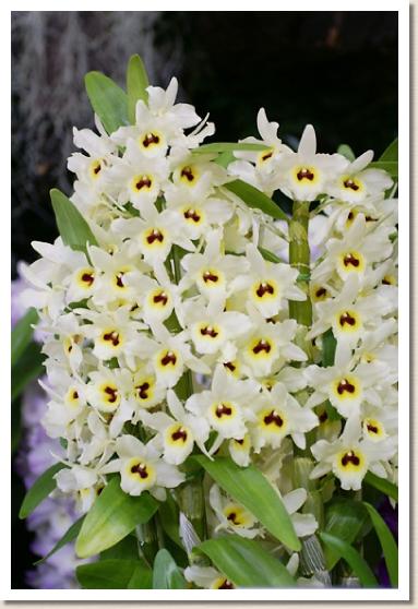 デンドロビウム サニーゴールド 'スプリングシャワー' 