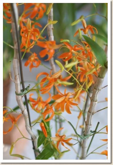 デンドロビウム ユニカム