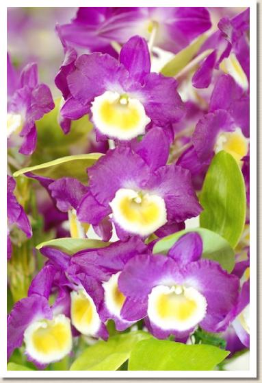 デンドロビウム ワラベウタ ピンク キッス 'ファースト キッス'