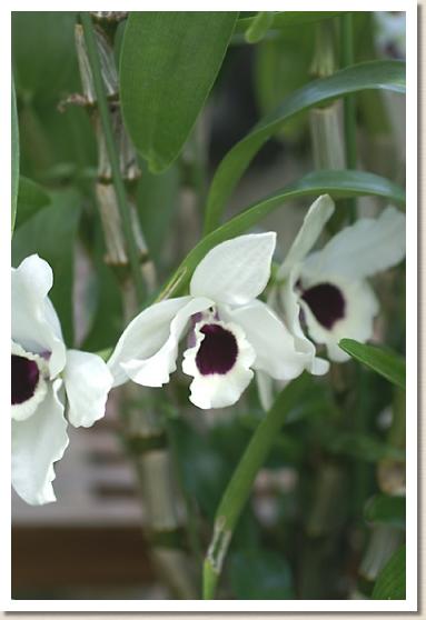 デンドロビウム ユキダルマ 'クィーン'