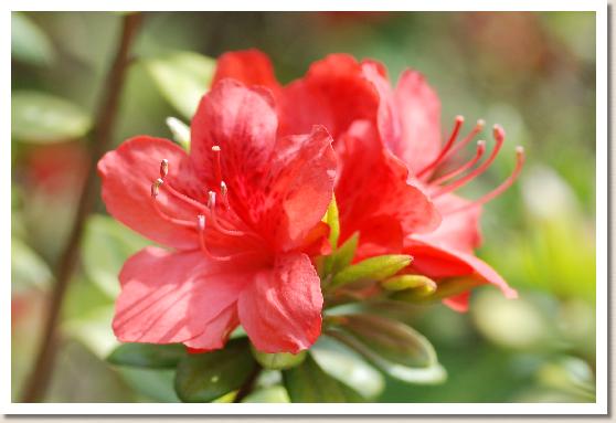 ツツジ ヒヒリュウ（緋飛竜）