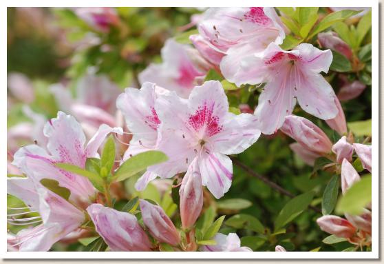 ツツジ ニシキノツカサフクリン（錦の司覆輪）