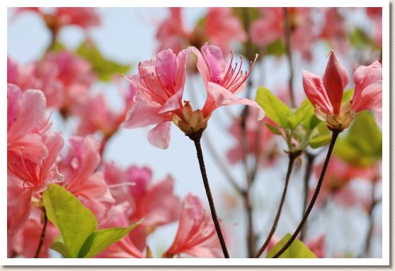 ヒダカミツバツツジ