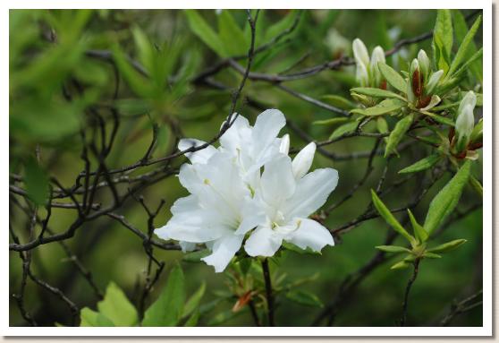 ツツジ ユキドウジ（雪童子）