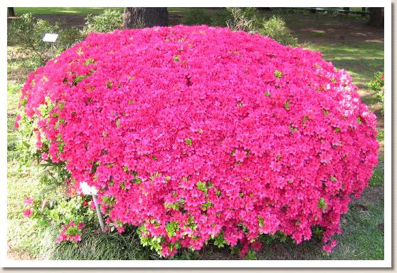 ツツジ ヒノデキリシマ（日の出霧島）