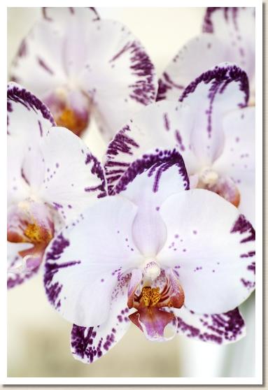 ドリテノプシス アラカキ スプリング フェアリー 'ユウ オオイシ'