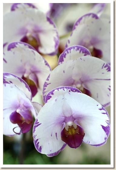 ドリテノプシス チャンピオンライトニング 'カミナリ'