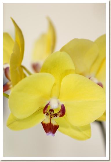 ドリテノプシス フーラーズ サンセット 'FC'