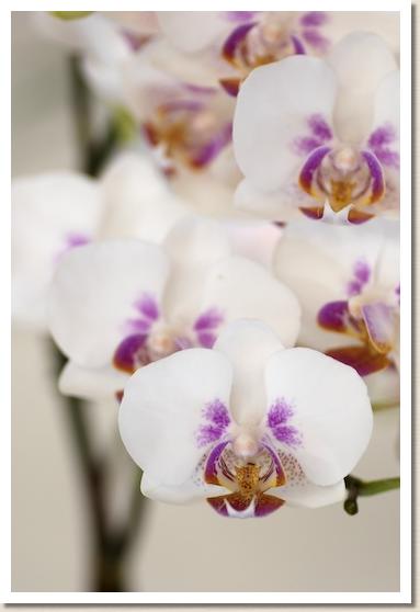 ドリテノプシス フーラーズ サンセット 'FC'