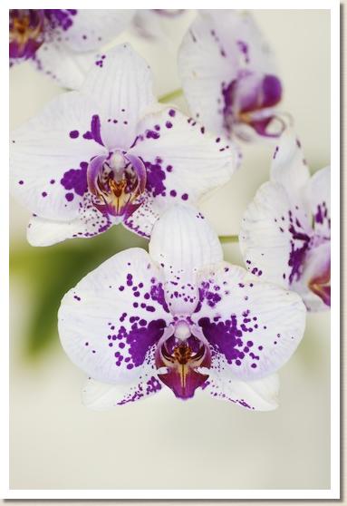 ドリテノプシス シンイン マウント x アラカキ ブラック イーグル 'ソノ'