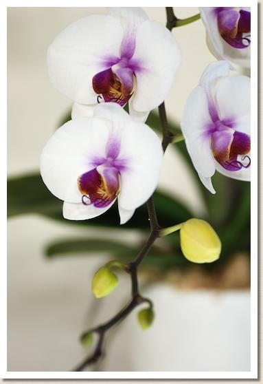 ドリテノプシス ジェットグリーン マウント アマ ナンバーワン