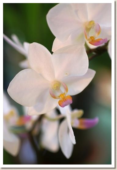 ドリテノプシス ナゴリユキ