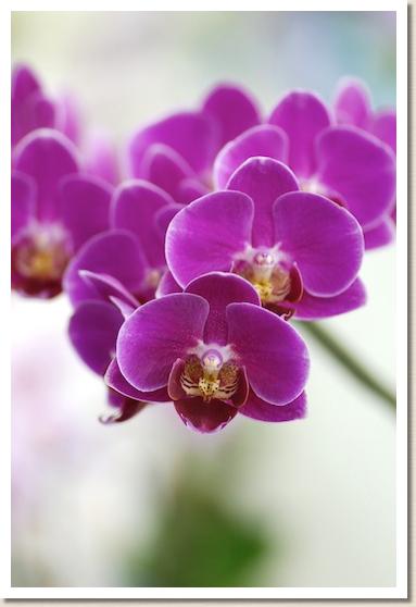 ドリテノプシス シーナズ パール 'レッド メロン'