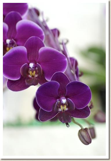 ドリテノプシス