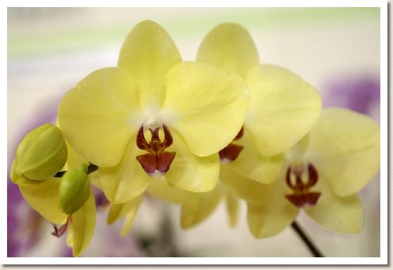 ドリテノプシス タイスコ グロリア 'タイスコ'