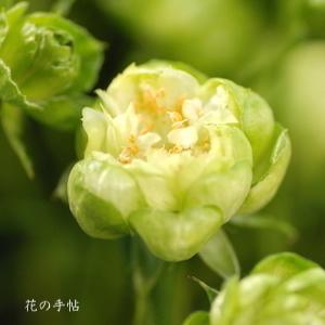 バラ　エクレール｜花の手帖のバラ図鑑