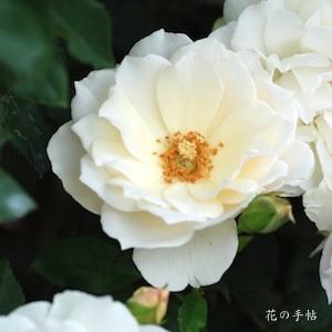 バラ　エーデルワイス（ROSE　Edelweiss）｜花の手帖のバラ図鑑