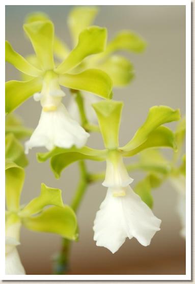 エンシクリア コーディゲラ スプリング グランド