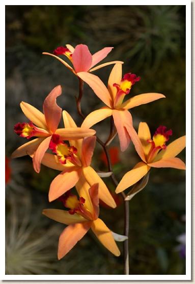 エンシクリア プルケリマ