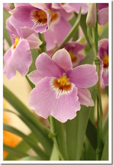 ミルトニア エンザン レディー 'ストーク フェザー'