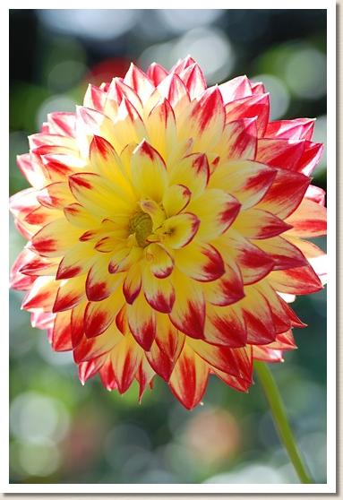 ダリア ファイン プレー