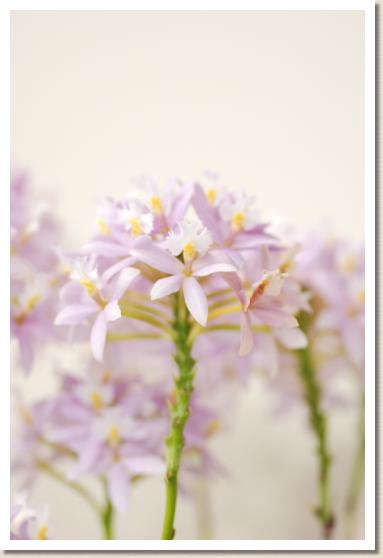 エピデンドラム フラミンゴ ヴァレー 'ピンク パール'