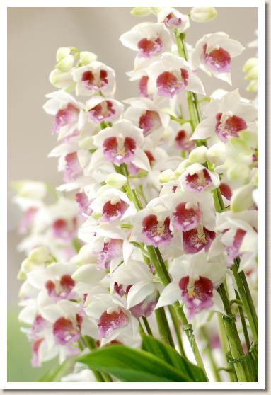 ガストルキス プルクラ フレンデンスボルク 