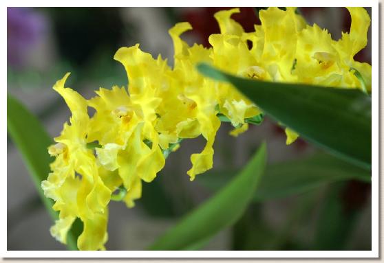 オドンティオダ ジョージ マクマホン フォーチュナ