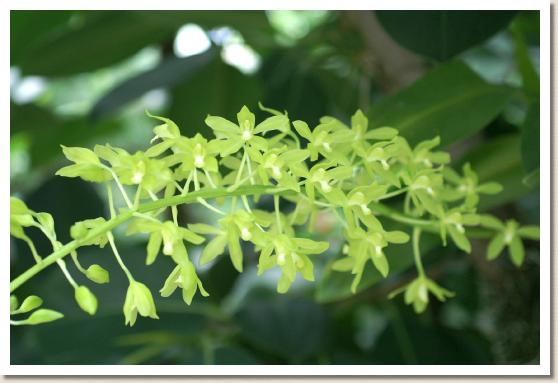 ポティナラ ハウヤン ゴールド