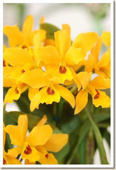 レリオカトレヤ ゴールド ディガー 'オーキッド グレード マンダリン'